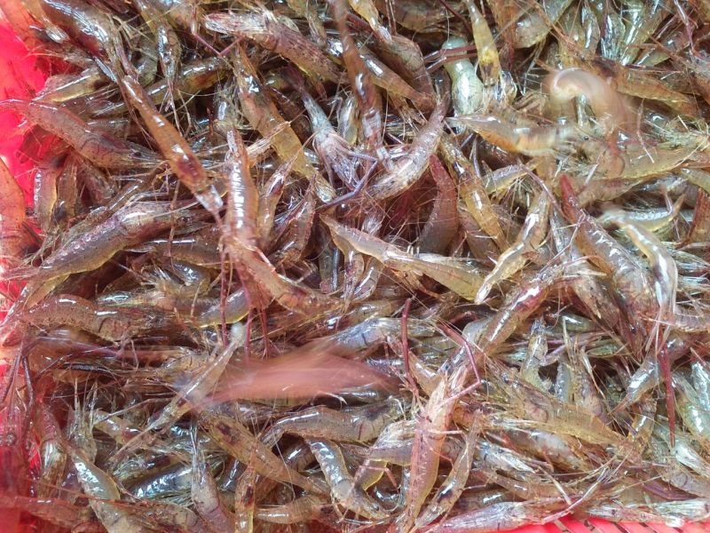 河虾活虾26~30只/kg