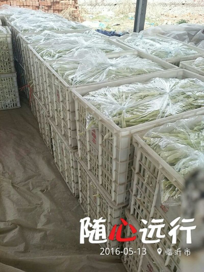 九粒白芸豆20cm以上