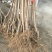 巨峰葡萄苗1年80~110cm