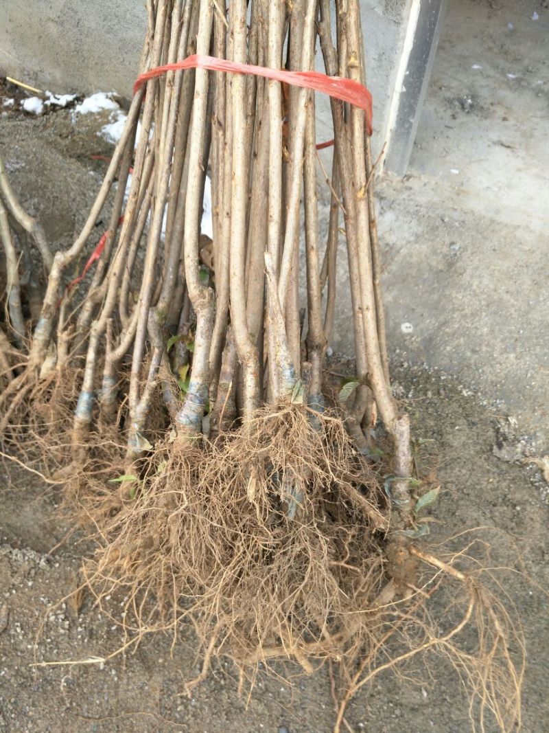 巨峰葡萄苗1年80~110cm