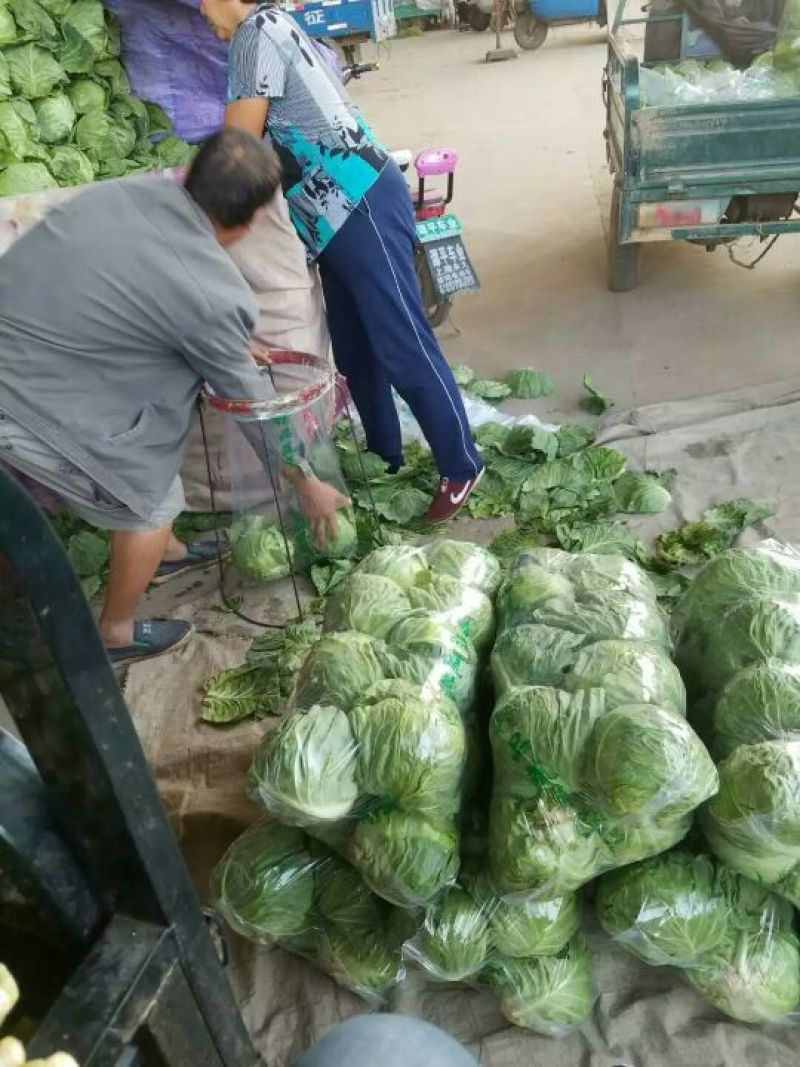 绿甘蓝，中甘21，颜色鲜绿