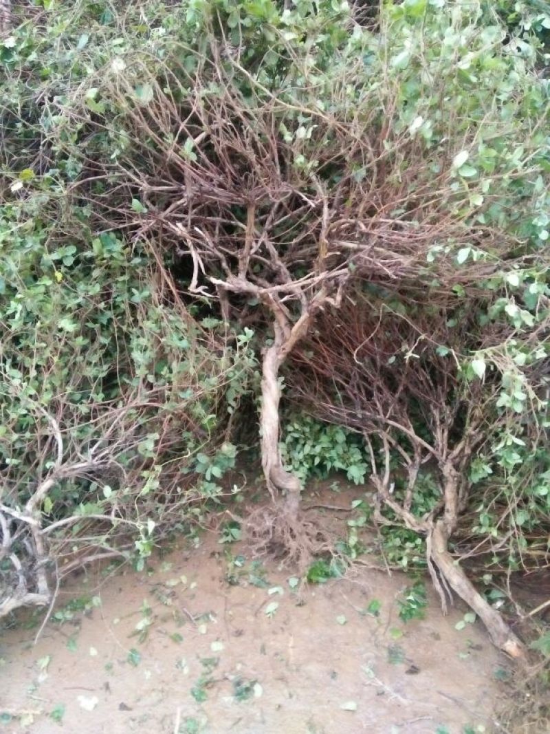 金银花金银花树桩