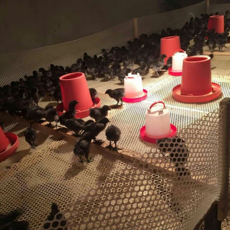 绿壳蛋鸡苗500克以下脱温苗
