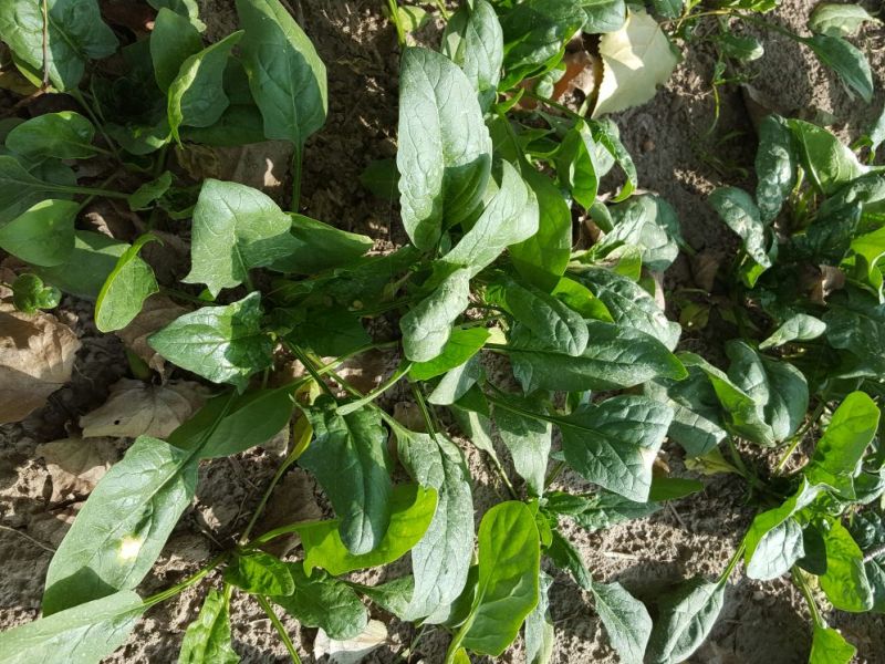 大叶菠菜20~25厘米