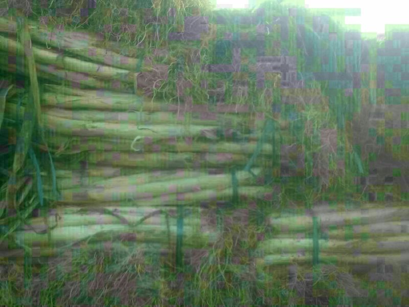 长白大葱40cm以上毛葱2cm左右
