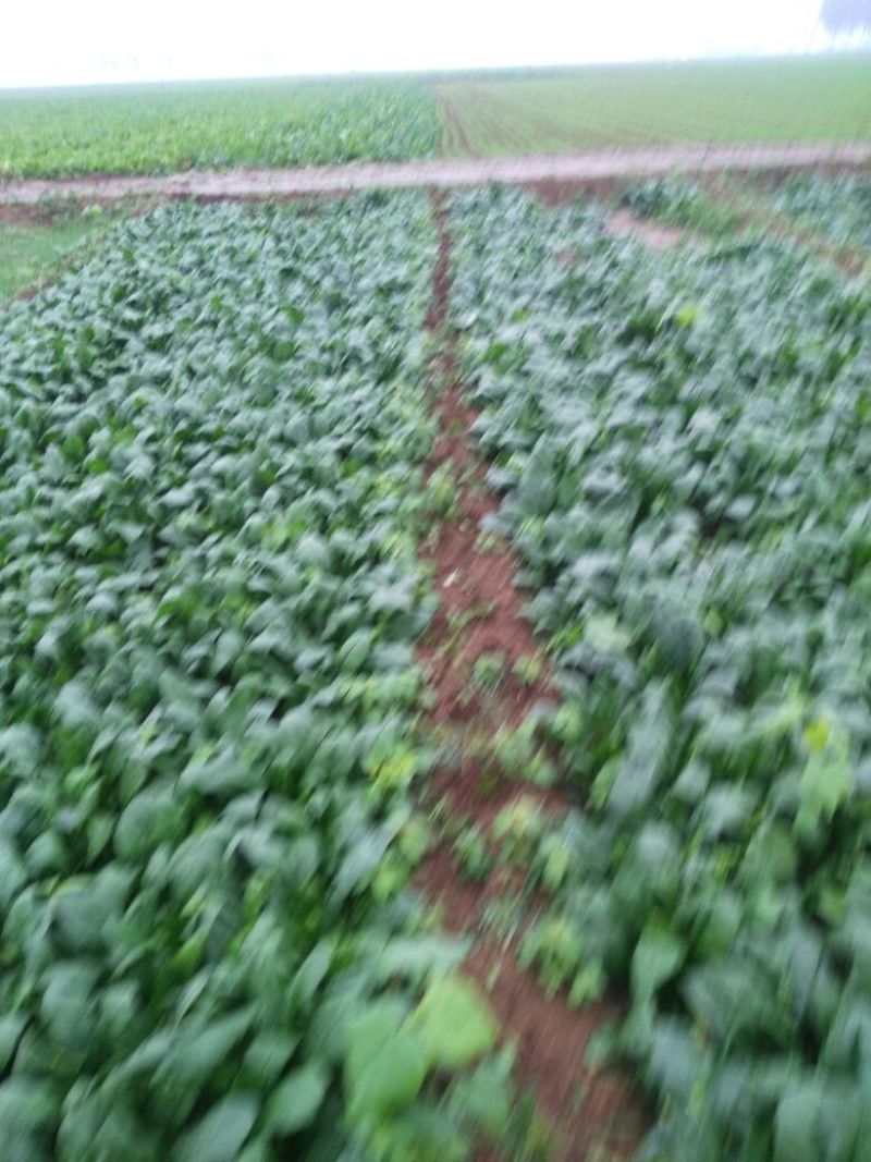 全能菠菜30~35厘米