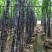 香水柠檬