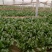 绿神菠菜15~20厘米