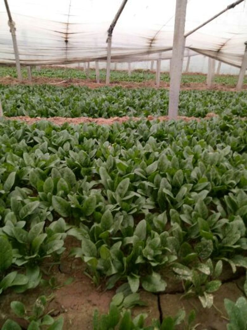 绿神菠菜15~20厘米