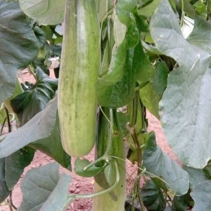 羊角蜜甜瓜山东潍坊青州市_批发_供应-一亩田农业网_专业的农产品信息商务平台