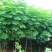 黄山栾树8~10cm8~10cm3.5~4米