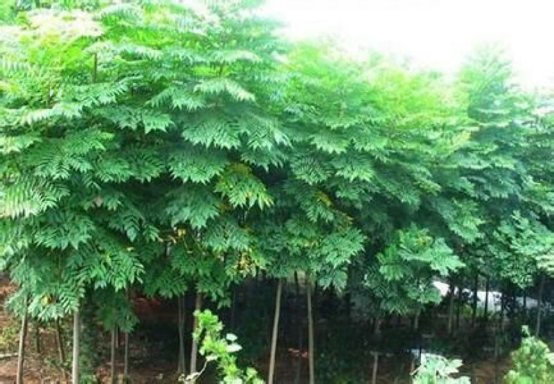 黄山栾树8~10cm8~10cm3.5~4米