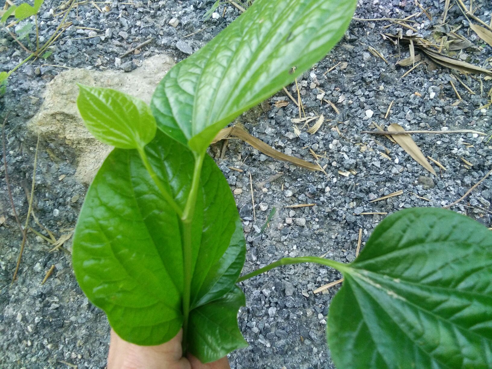 贵州假蒟批发_黄先生供应_一亩田农业网