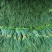 苍山蒜薹60~70厘米