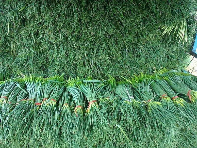 苍山蒜薹60~70厘米
