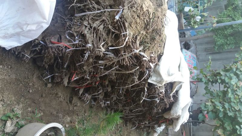 户太八号葡萄苗1年50~80cm