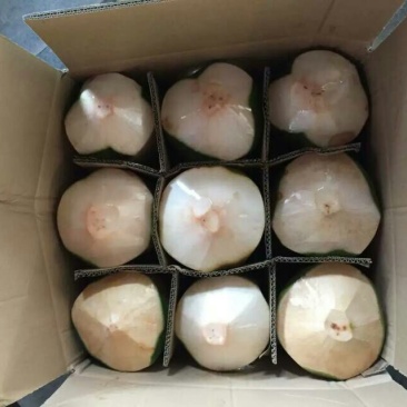 高种椰子