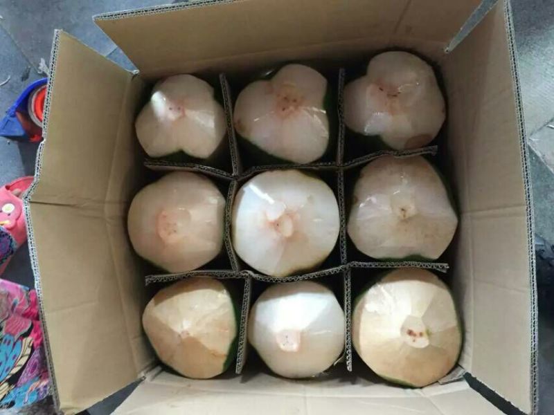 高种椰子