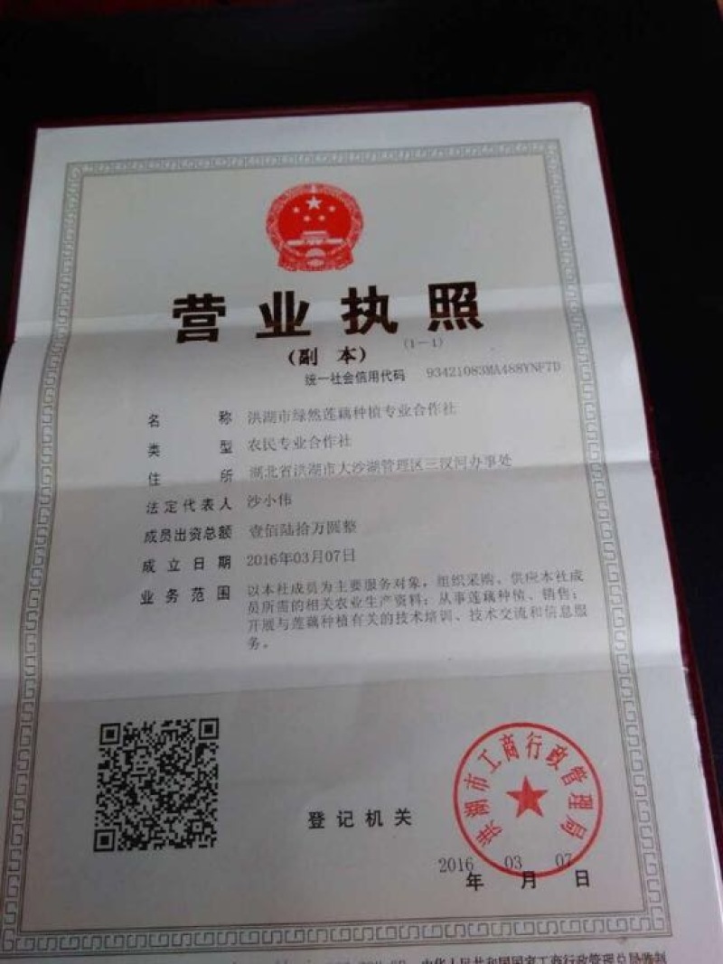 洪湖莲藕11~13厘米10~15厘米以上量大从优