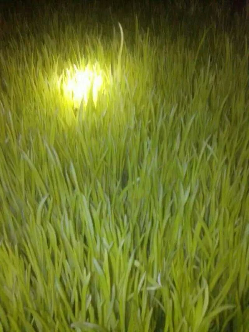 蒜黄40~50cm