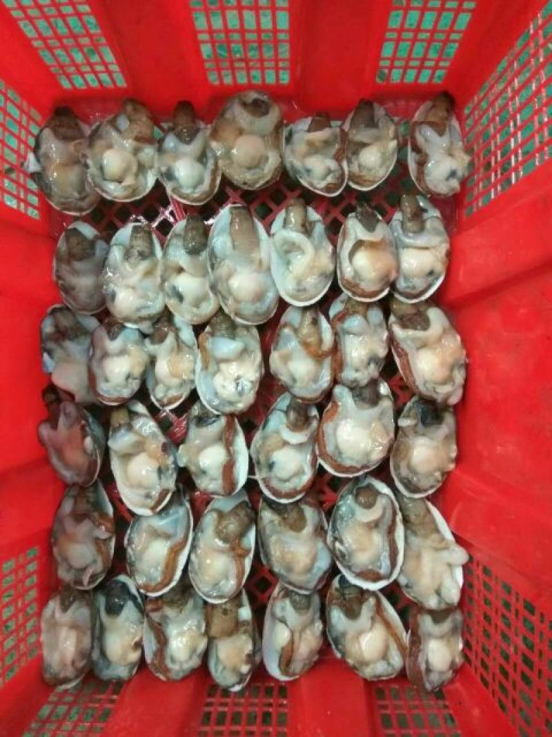 海螺食用鲜活5~10只/kg