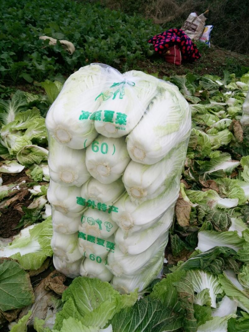 实力货源湖北发货黄心大白菜品质保障提供一站式服务电话联系