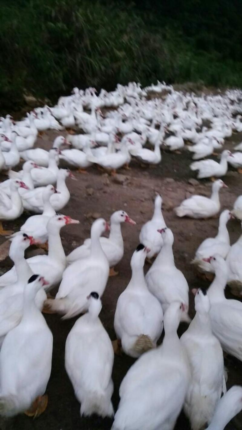 本合作社长期供应散养白羽番鸭6斤到10斤，肉质优良，