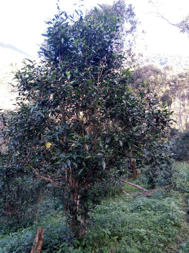 百年大树茶特级