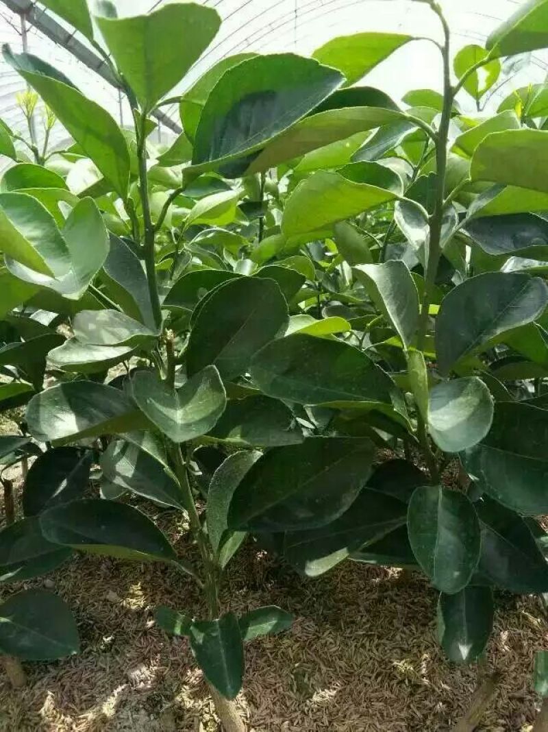 正宗赣南纽荷尔脐橙树苗无毒区培育地苗杯苗技术供应