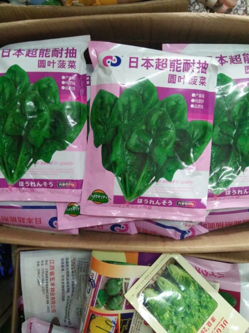 菠菜35~40厘米