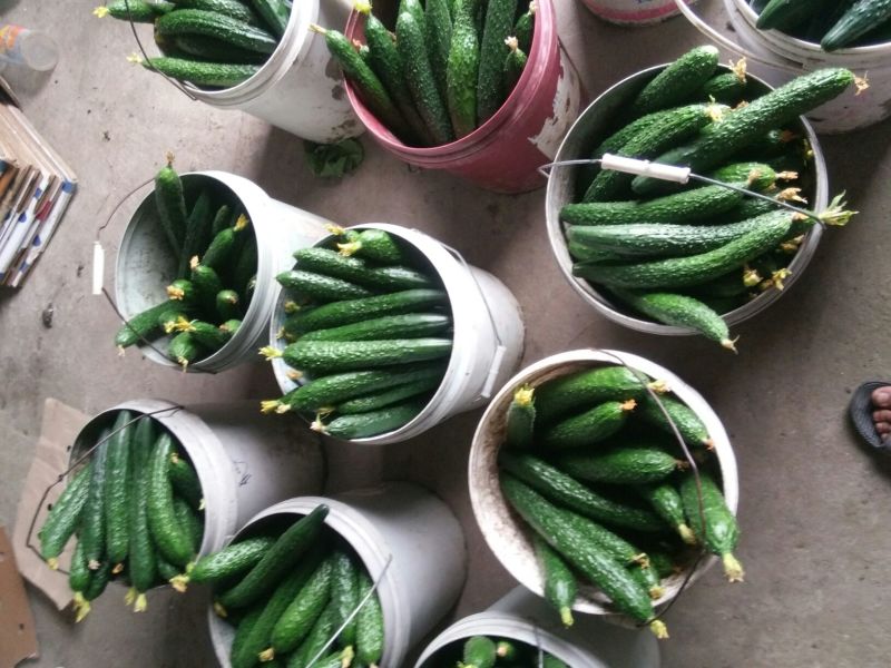 刺黄瓜鲜花带刺