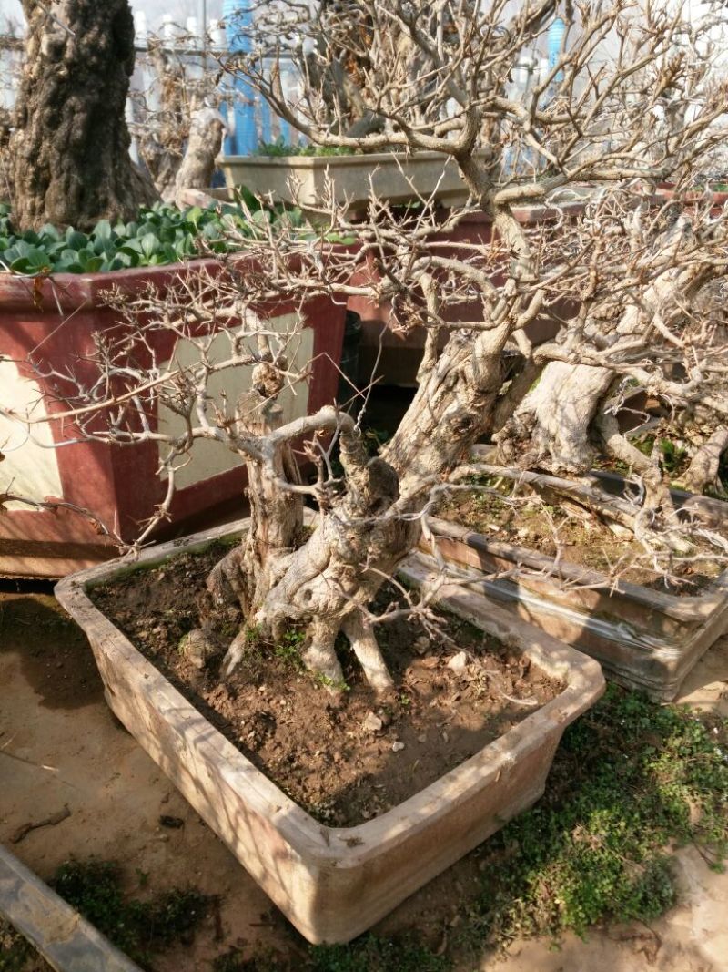 花卉盆景，小老桩有喜欢的联系