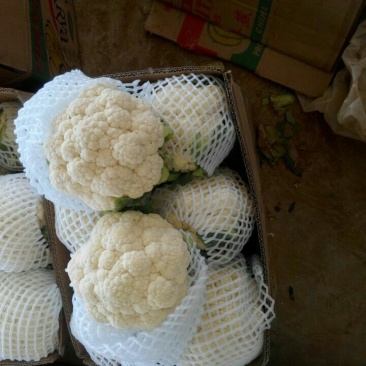 精品菜花，代发全国各地，对接全国市场及商超产地直发