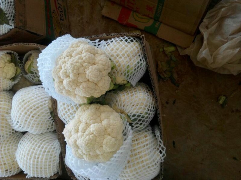精品菜花，代发全国各地，对接全国市场及商超产地直发