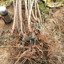 矮化樱桃苗大樱桃苗包成活包品种保真基地直发