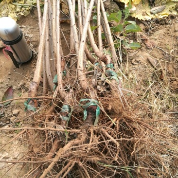 矮化樱桃苗大樱桃苗包成活包品种保真基地直发