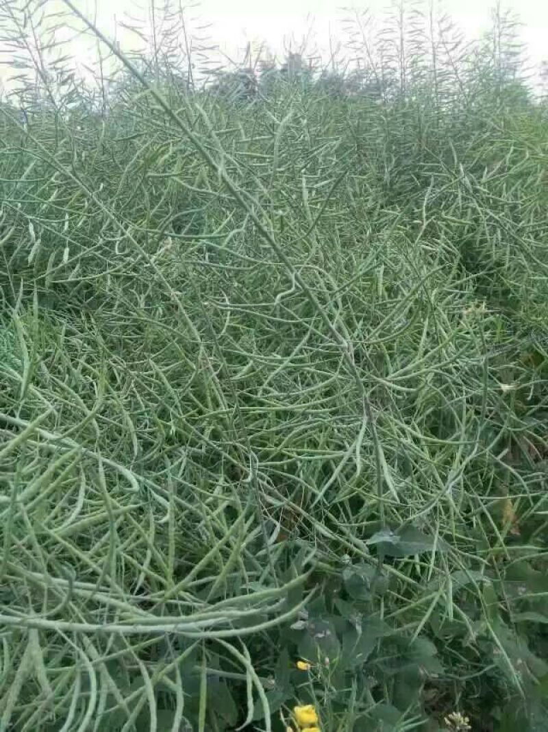 菜油一级