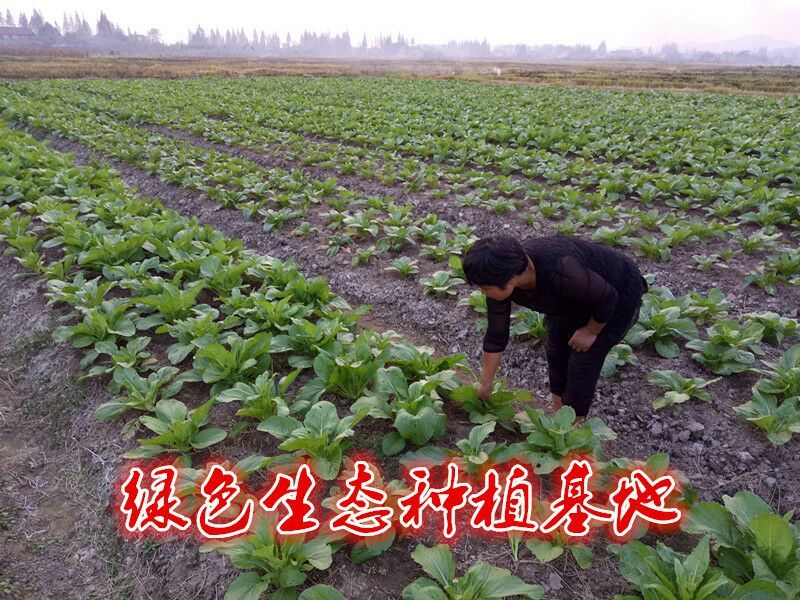 白菜苔15~20厘米可视频，现场看货