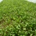 越冬菠菜25~30厘米