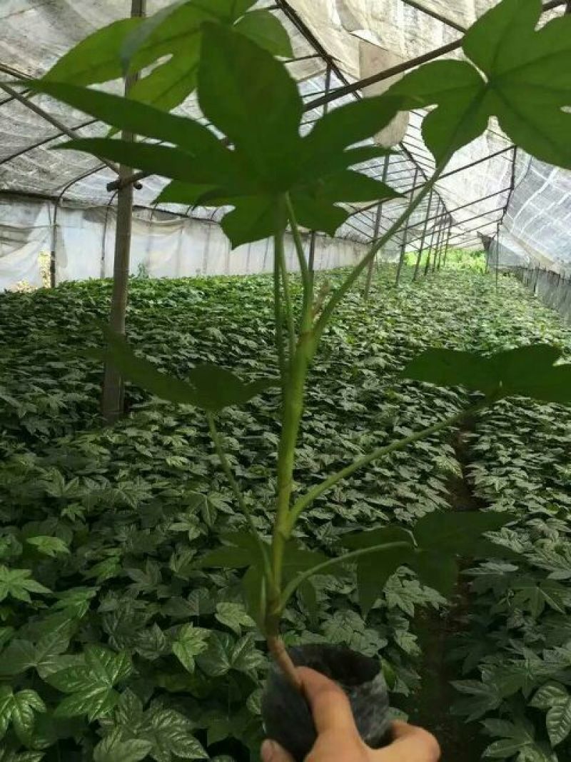 八角金盘