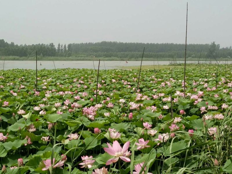 莲蓬5~8cm
