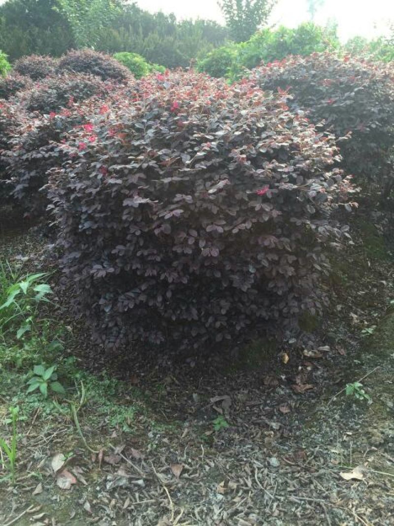 红花继木2cm以下