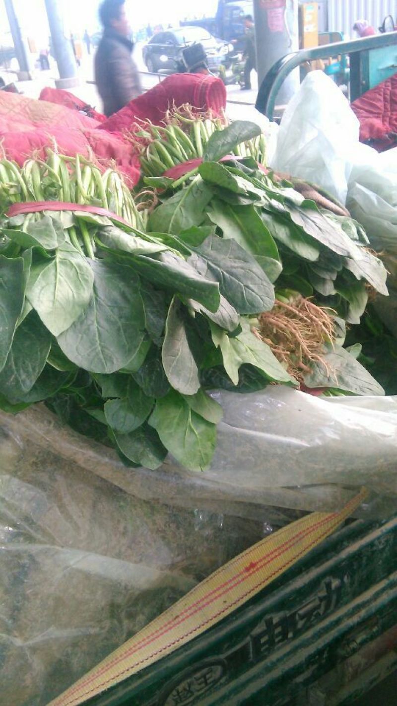 大叶菠菜25~30厘米