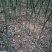 枳壳苗根系发达无病。