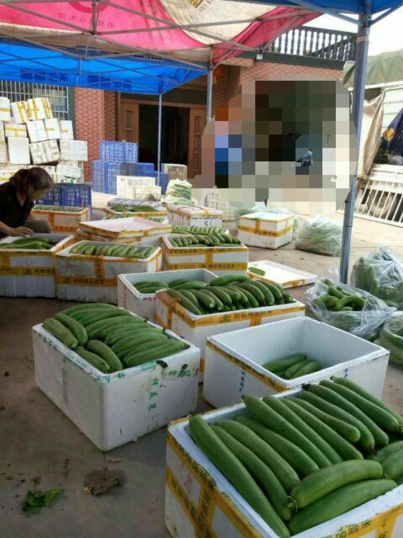 各种蔬菜大量上市，寻找有实力的合作伙伴
