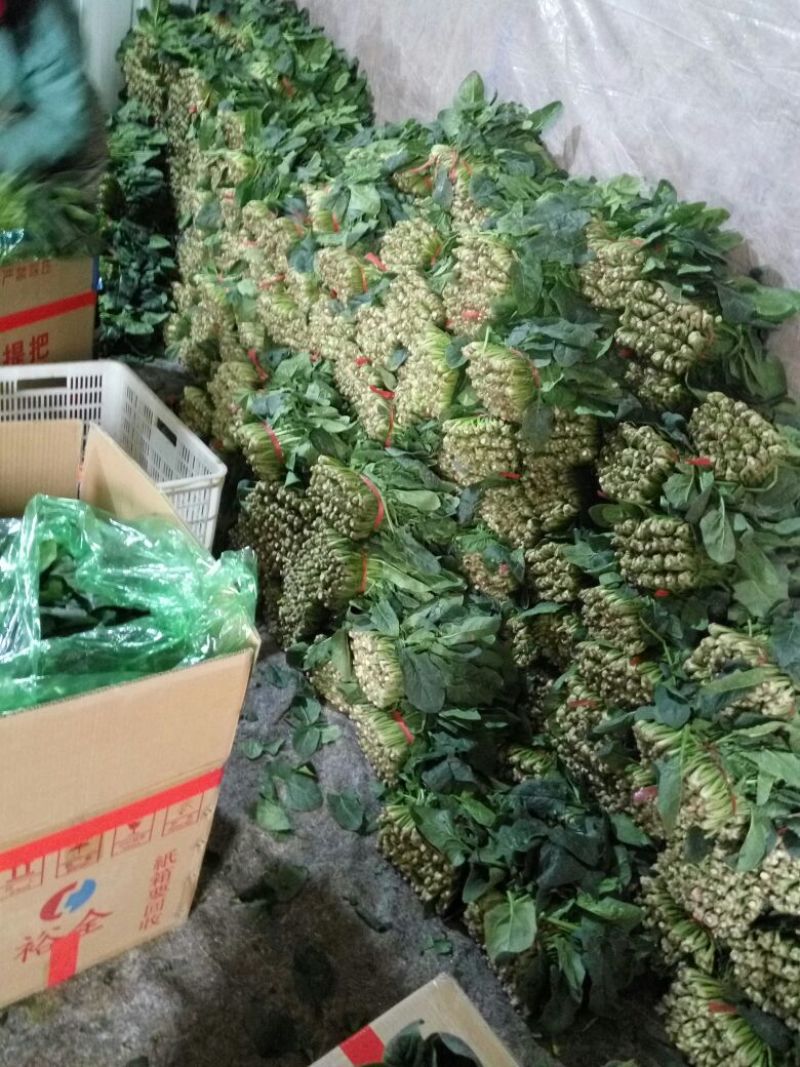 大叶菠菜