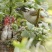 园蓝蓝莓2~4mm以上