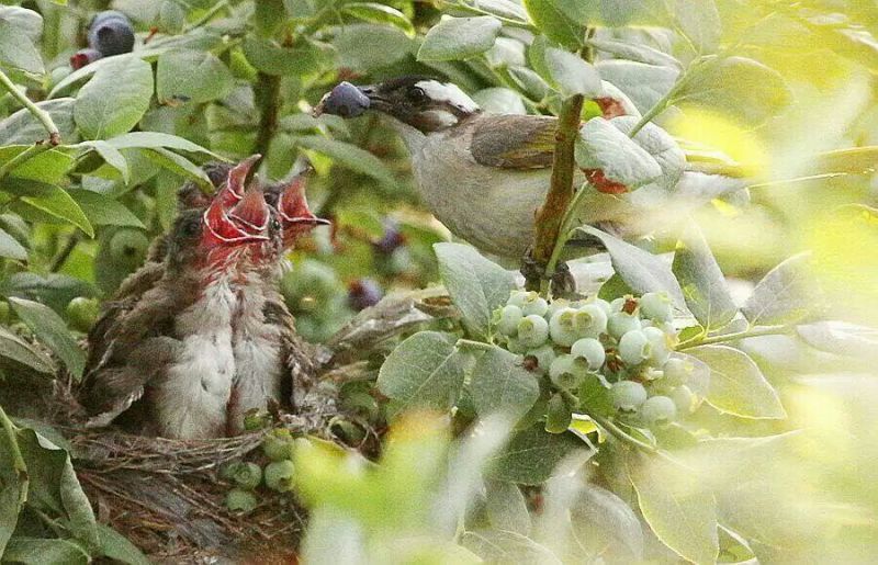 园蓝蓝莓2~4mm以上