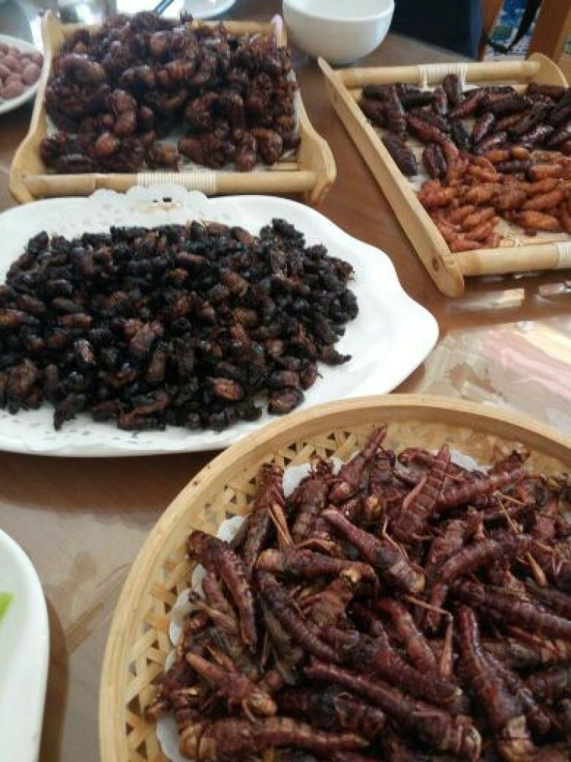 蝗虫东亚飞蝗