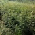 花椒苗1~2年苗，圃现挖现发产量高、包纯种、技术
